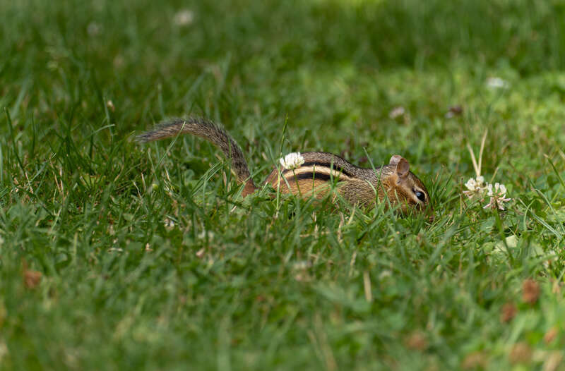 Eastern Chipmunk (Tamias striatus) at Spohr Gardens, Falmouth, Massachusetts, US (PPL1-Corrected)