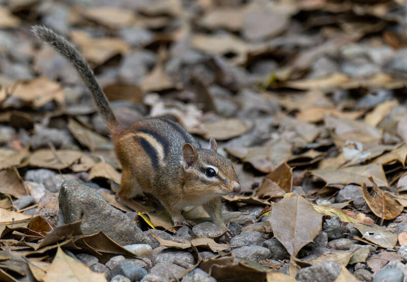 Eastern Chipmunk (Tamias striatus) at Spohr Gardens, Falmouth, Massachusetts, US (PPL3-Altered)