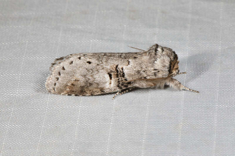 Linden Prominent (Ellida caniplaga)