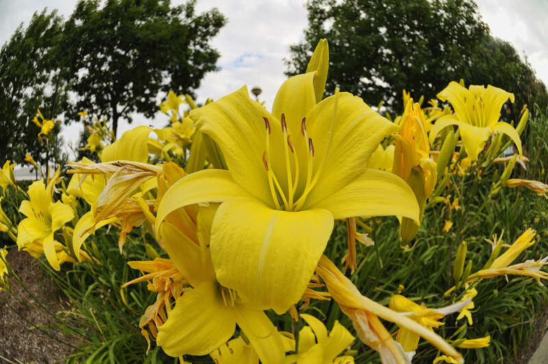 this was taken during worldwide photo walk event. 

Anyone knows the name of this?? suggestions welcome.