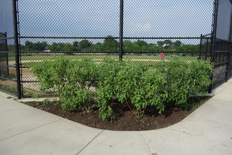 Baseball/Softball field 14 at the south end of the Meadow Lake section of Flushing Meadows–Corona Park, on Meadow Lake Drive near Jewel Avenue / 69th Road between Forest Hills and Queensboro Hill, Queens. Although this is a small field, I used to