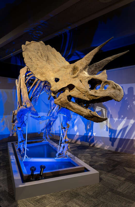 Fossil Triceratops horridus, Museum of Science, Boston, Massachusetts, US (PPL1-Corrected)