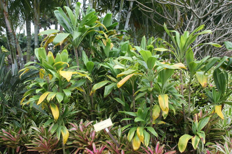 Native Hawaiians foster a strong belief that growing Ti plants around the home protects and brings good luck to the home. Ti's can grow to a height of 10' but are slow growing.They have lush large broad green leaves 2' to 3' long and 6&quot; to 8&quot; wide.