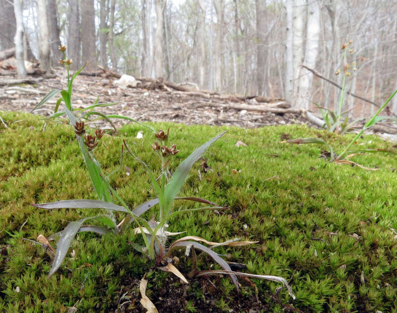 Luzula echinata.  Rock Creek Park, Washington, D. C. 19 April 2014.