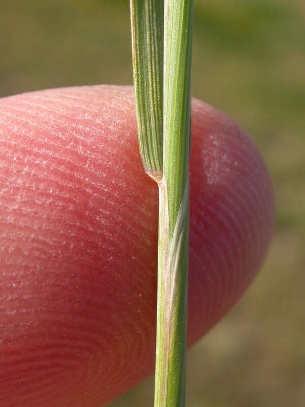 The auricle is not so well developed in this barley species.