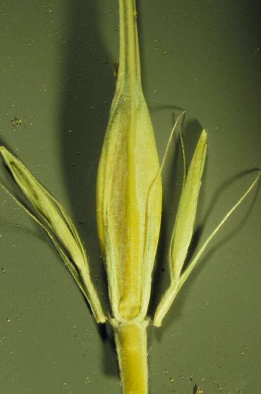 Two row barley has the general Hordeum construction where the florets of the lateral spikelets at each node are not seed bearing.