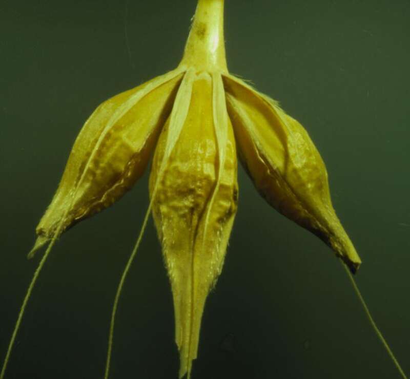 In six row barley, the florets of the two lateral spikelets at each node are seed bearing, in contrast to the general pattern in Hordeum where they are non-seed bearing and often greatly reduced in size.