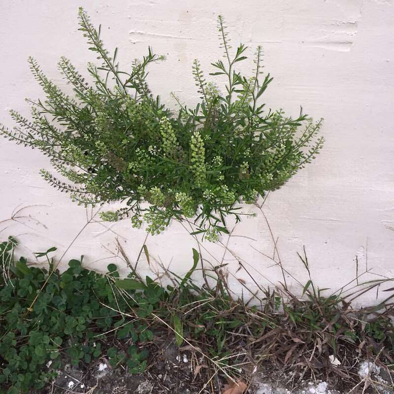 It is growing out of a crawl-space vent.