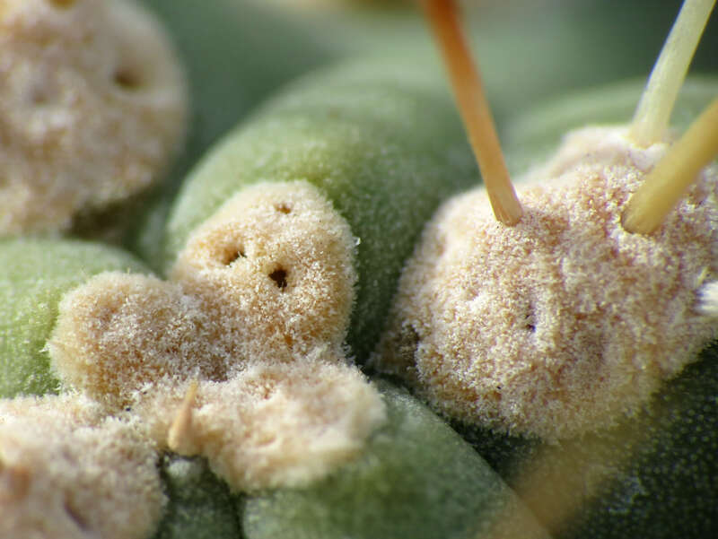 Opuntia fulgida.  Biosphere 2 grounds, Oracle, Arizona, USA. 22 February 2014