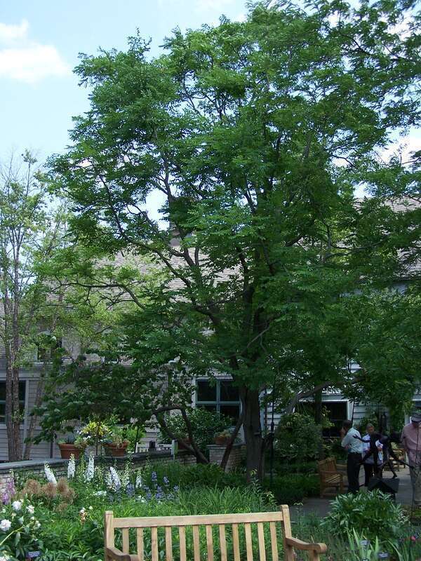 Kentucky coffee tree (upright trunk) at Minnesota Landscape Arboretum