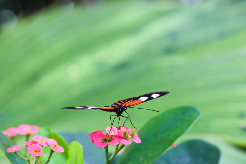 Monarch Butterfly (?) at the Key West Butterfly and Nature Conservatory. [Canon 6d / 24-105mm f/4L]