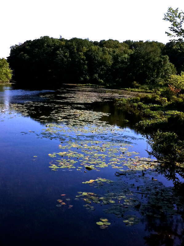 Some lillies in the Mill River at East Rock Park in New Haven, CT