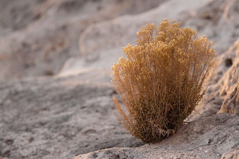 500px provided description: Lonely bush on the mesa hill [#yellow ,#park ,#mountains ,#rocks ,#background ,#brown ,#bush ,#golden ,#plant ,#simple ,#lonely ,#indian ,#mesa]
