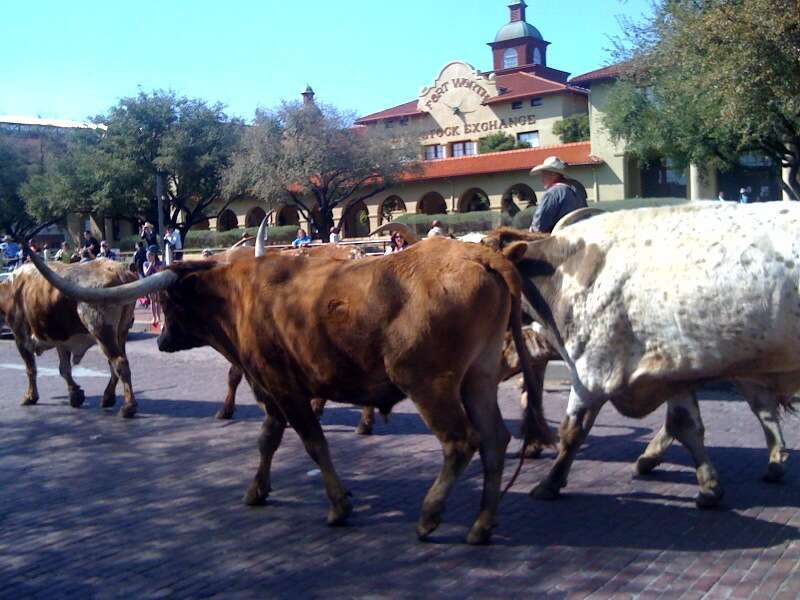 Longhorn cattle drive
