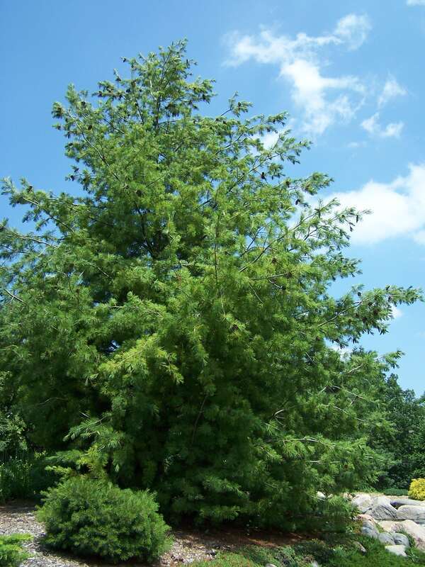Pinus peuce (Macedonian Pine) × P. parviflora (Japanese White Pine) at Minnesota Landscape Arboretum