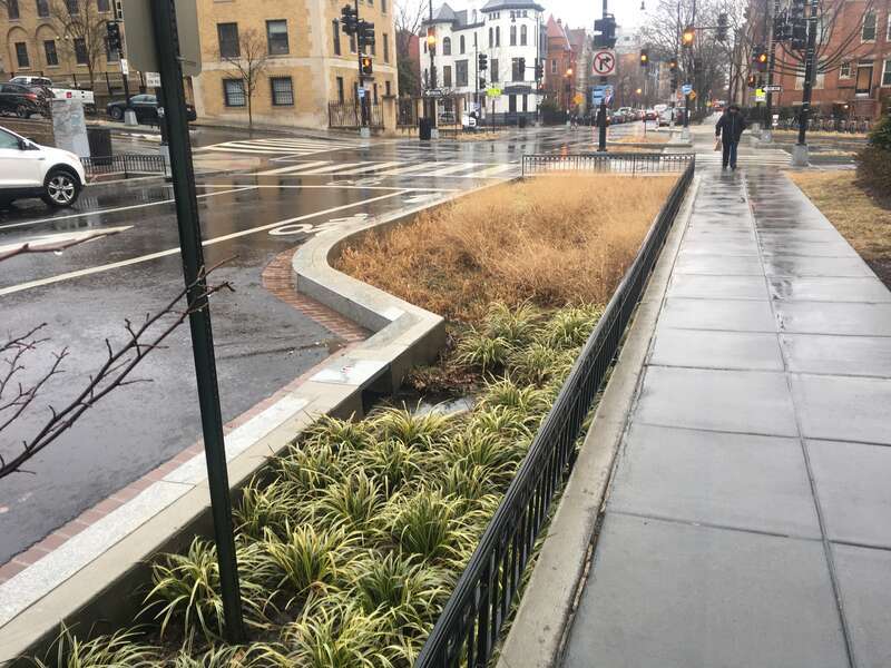A bioswale in Washington DC