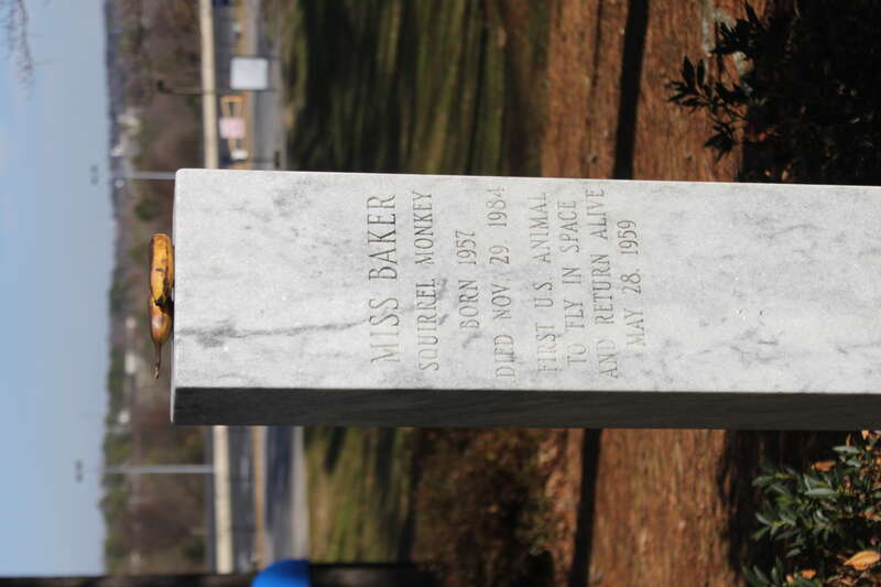 The gravestone of space pioneer Miss Baker is at the U.S. Space and Rocket Center in Huntsville, Alabama.  It frequently has a banana on top.