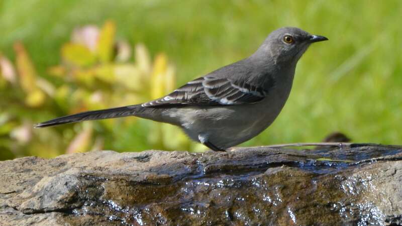 Shaw Nature Reserve in Gray Summit on 10/8/12