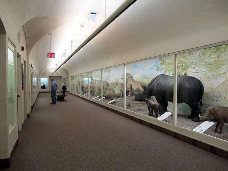 Photo of the first floor hallway featuring mammals from around the world; located in Morrill Hall, 645 N. 14th Street, on the University of Nebraska-Lincoln city campus in Lincoln, Nebraska. Photo is looking generally east from the middle of the