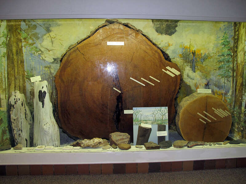 Photo of petrified wood.  Display is located in the first floor hallway; southwest corner of Morrill Hall (645 N. 14th Street), on the University of Nebraska-Lincoln city campus in Lincoln, Nebraska.  Photo is facing east.