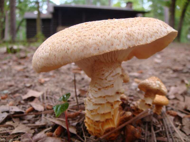 Mushrooms in front of the cabins