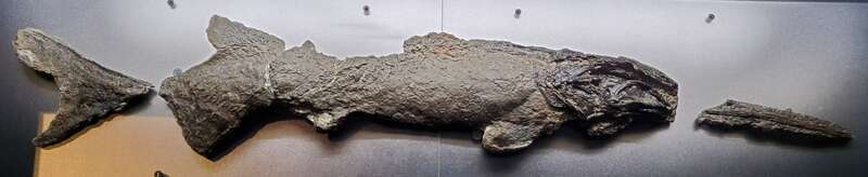 Holotype of Parapsephurus willybemisi FMNH PF 17545
Cast on display in the SUE the T. rex traveling exhibit at the Liberty Science Center in Jersey City, NJ, December 2021