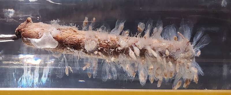 Perophora regina (tunicate). Preserved specimen, Smithsonian.