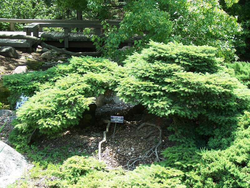 Picea abies 'nidiformis' Birdnest Spruce at Minnesota Landscape Arboretum