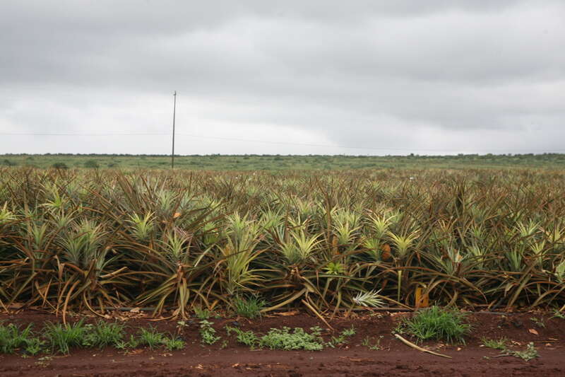 The pineapple (Ananas comosus) is an edible tropical plant and berry/fruit (multiple), native to Uruguay, Brazil, and Paraguay. It is a medium tall (1–1.5 m) herbaceous perennial plant with 30 or more trough-shaped and pointed leaves 30–100 cm long,