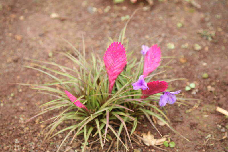In bloom with blue violet flowers