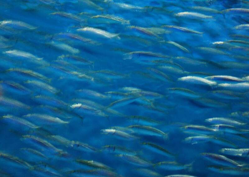 This looks like a dry-brushing exercise by someone far better with paint than I am! But its just a pan-with-the-fish photo looking up at the ring shaped tank at the upstairs entrance to The Outer Bay - the jelly fish are just inside the door.
So