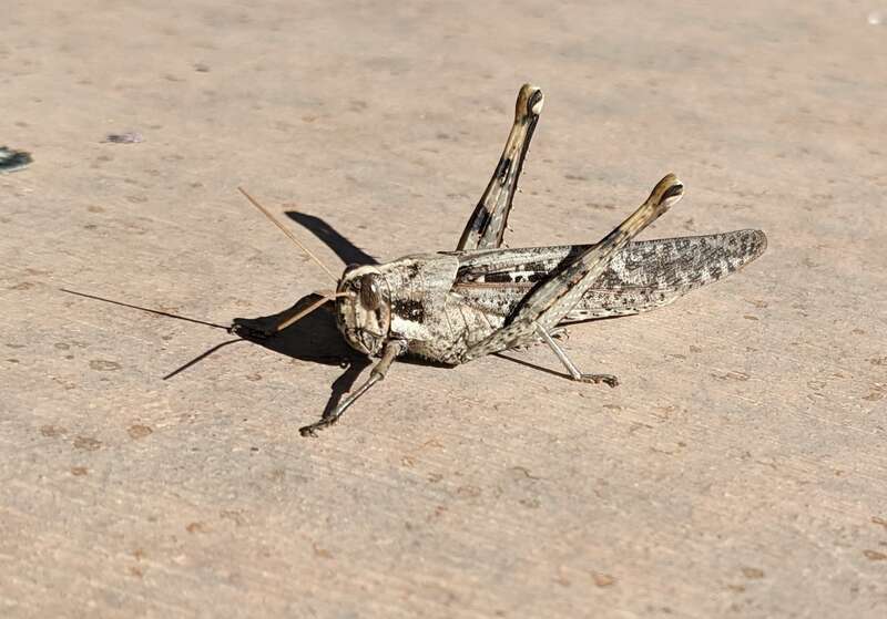 Picture of Schistocerca nitens from iNaturalist.