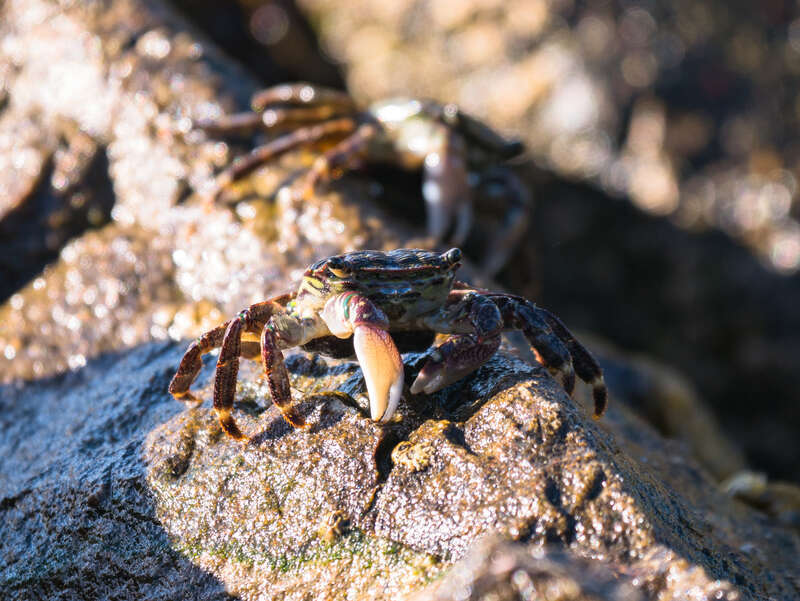 500px provided description: I know even less about crustaceans than birds, but I think these are young striped shore crabs (please correct me if you know better!) [#nature ,#beach ,#close-up ,#animal ,#insect ,#little ,#wildlife ,#shell ,#outdoors