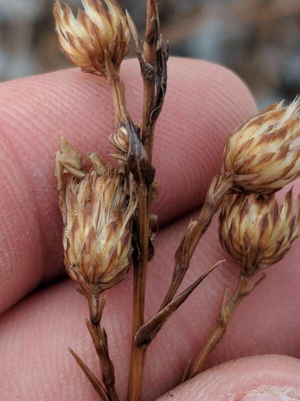smooth blue aster (Symphyotrichum laeve)