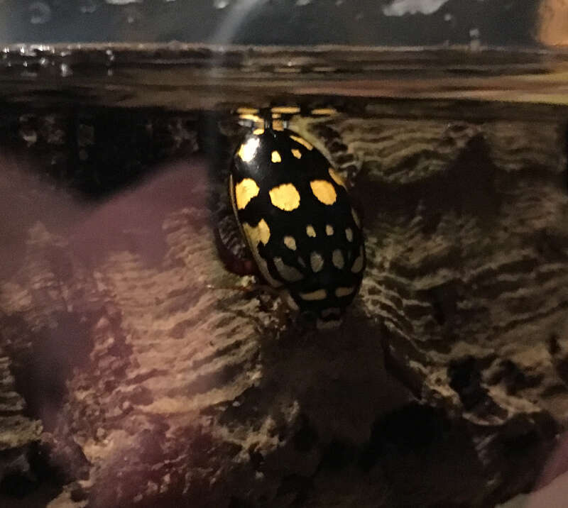 Thermonectus marmoratus at the Audubon Butteryfly Garden and Insectarium in New Orleans, Louisiana.