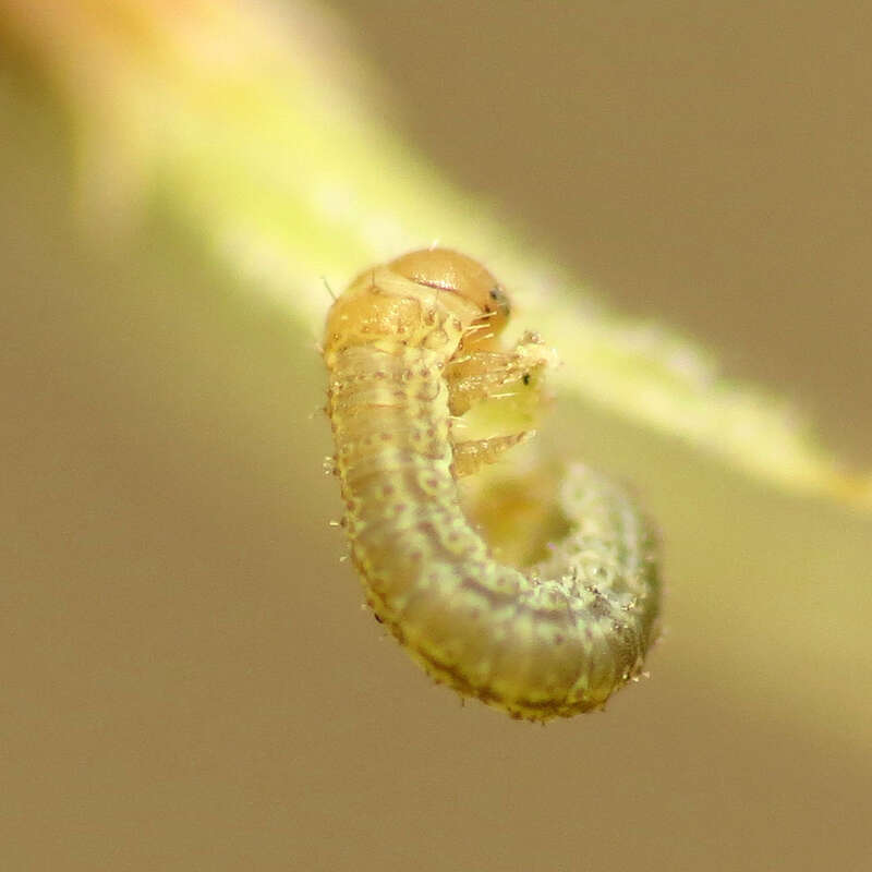 Tiny geometrid caterpillar on Luzula echinata.  Rock Creek Park, Washington, D. C. 19 April 2014. This little guy was barely a millimeter long.  It's definitely taking my point &amp;amp; shoot macro set-up to its limits.