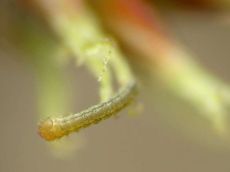 Tiny geometrid caterpillar on Luzula echinata.  Rock Creek Park, Washington, D. C. 19 April 2014. This little guy was barely a millimeter long.  It's definitely taking my point &amp;amp; shoot macro set-up to its limits.