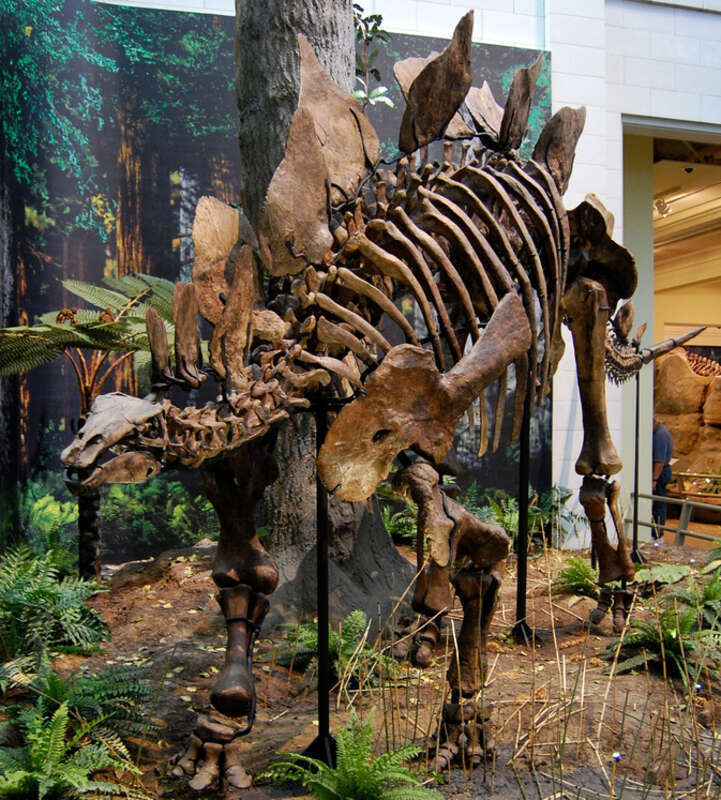 Stegosaurus ungulatus, Carnegie Museum of Natural History