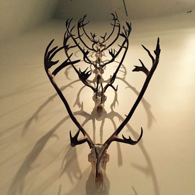 La collezione di storia naturale