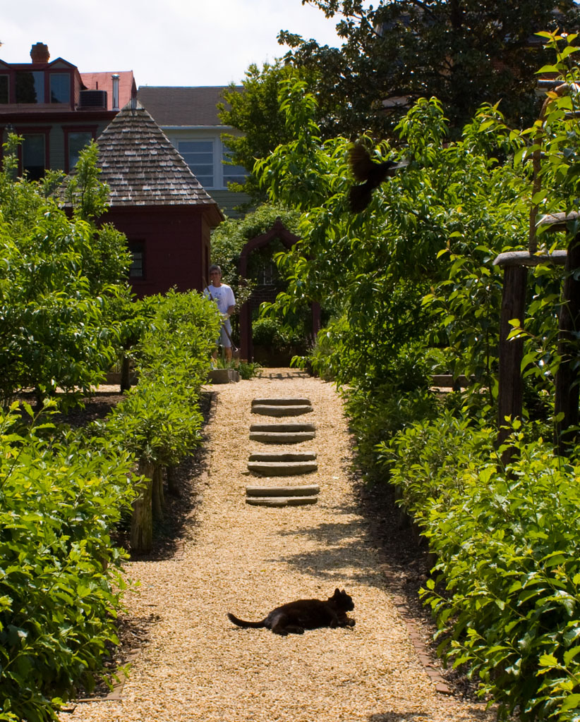 黒鳥を無視して黒猫昼寝時