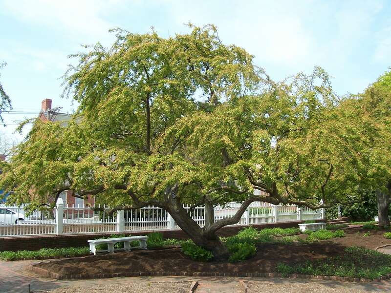 Located at the edge of the Piscataqua River and across from Strawbery Banke Museum, Prescott Park was donated to the city of Portsmouth around the turn of the century by two sisters, Josie and Sarah Prescott. The popular waterfront park features