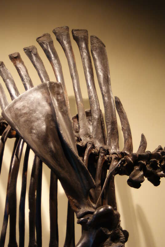 Bison antiquus at the Page Museum at the La Brea Tar Pits