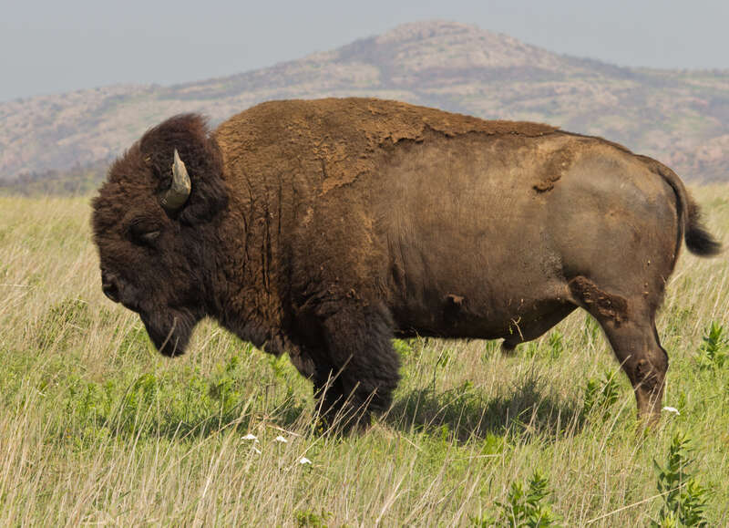 Bison bison at the Wichita Mountain Wildlife Refuge in Oklahoma.