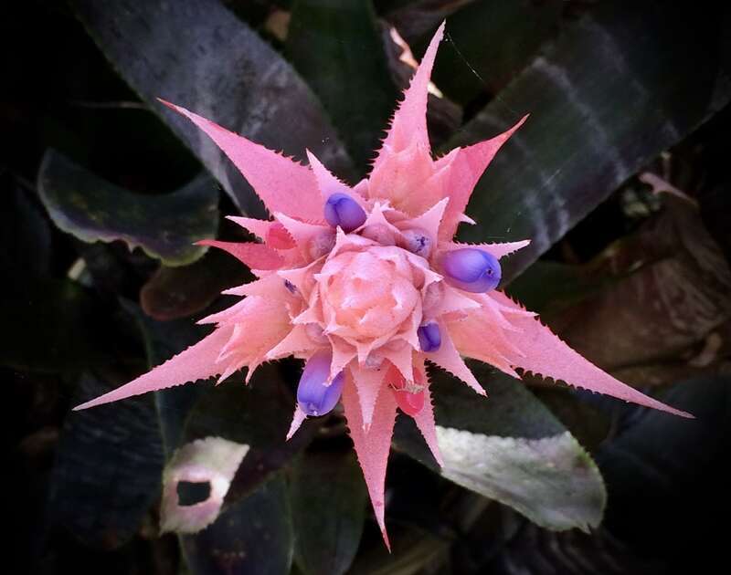 Sadly, most of the bromeliads weren't labelled