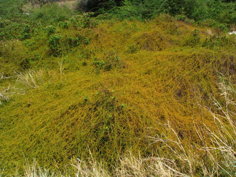 Kaunaʻoa pehu, Love vine or Devil's gut
Lauraceae
Indigenous to the Hawaiian Islands
Kalaeloa, Oʻahu

Kaunaʻoa pehu was used by early Hawaiians. The plants were pounded until soft, strained, and juice drunk to thin blood for women who have given