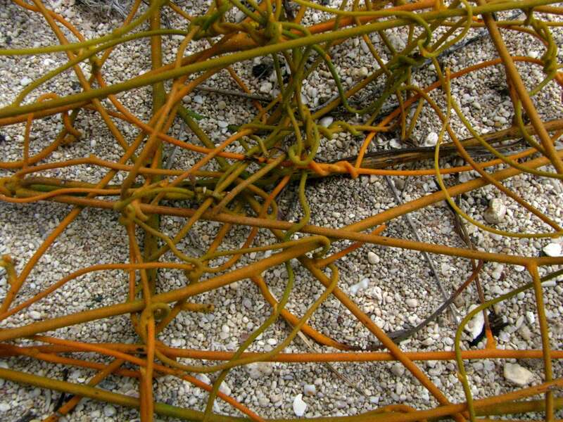 Kaunaʻoa pehu, Love vine or Devil's gut
Lauraceae
Indigenous to the Hawaiian Islands
Barber's Point, Oʻahu
Kaunaʻoa pehu was used by early Hawaiians. The plants were pounded until soft, strained, and juice drunk to thin blood for women who have given