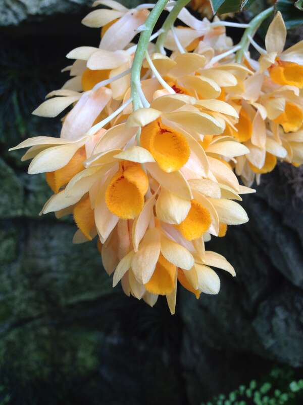 Dendrobium sulcatum at Olbrich Botanical Gardens, Madison, WI.