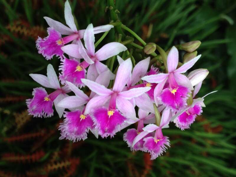 Epidendrum calanthum taken at Olbrich Botanical Gardens, Madison, WI.