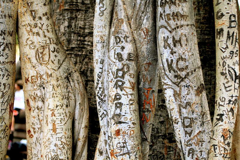 Many visitors have felt compelled to leave their marks on this majestic old tree. The carvings are interesting, but it would have been better if there would have been no carvings.