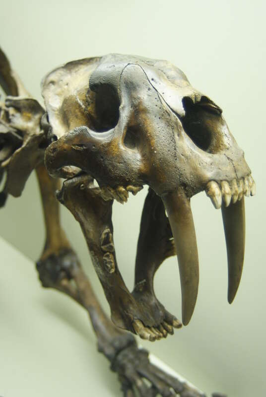 Smilodon at the Page Museum at the La Brea Tar Pits